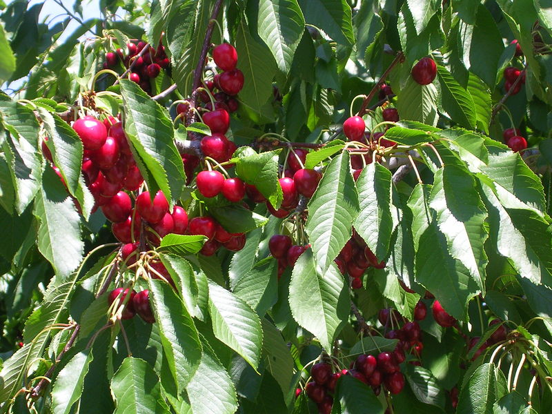 Soubor:Cherries summerland.jpg