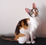 Cornish Rex