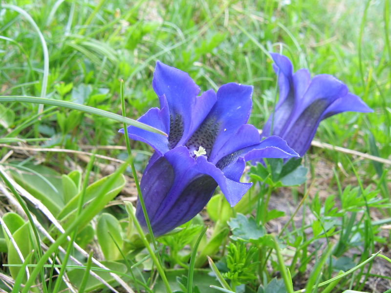 Soubor:Gentiana acaulis1.jpg