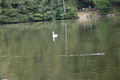 Labuť pond Kunratický forest Prague 11.JPG