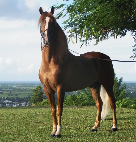 Soubor:Puerto rican-Paso-Fino-Horse-chestnut.jpg