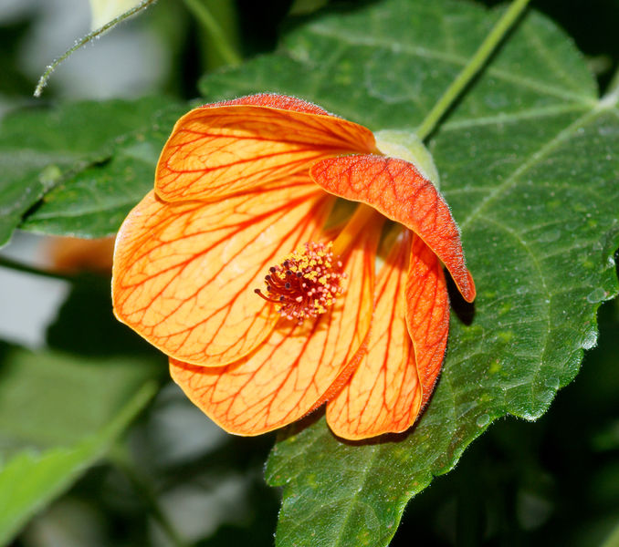 Soubor:Abutilon-3.jpg