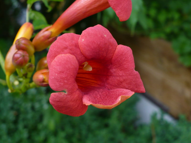 Soubor:Campsis radicans - flower.jpg