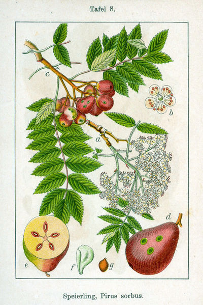 Soubor:Sorbus domestica Sturm8.jpg