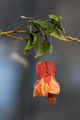 Abutilon ×hybridum Patrick Synge.jpg