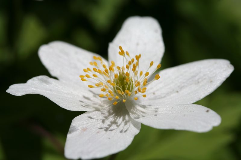 Soubor:Anemone nemorosa (xndr).jpg