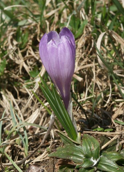 Soubor:Crocus vernus 1.jpg