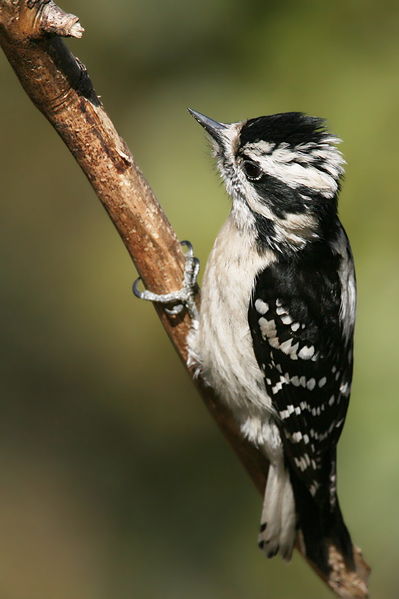 Soubor:Downy Woodpecker02.jpg