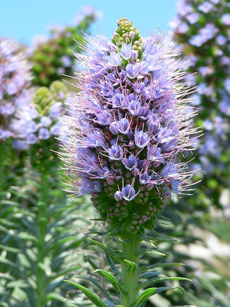 Soubor:Echium hierrense flowers detail.JPG