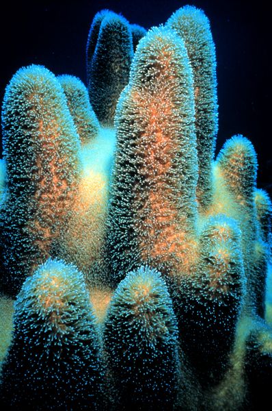 Soubor:PillarCoral.jpg