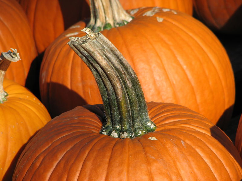 Soubor:Pumpkin stem.jpg