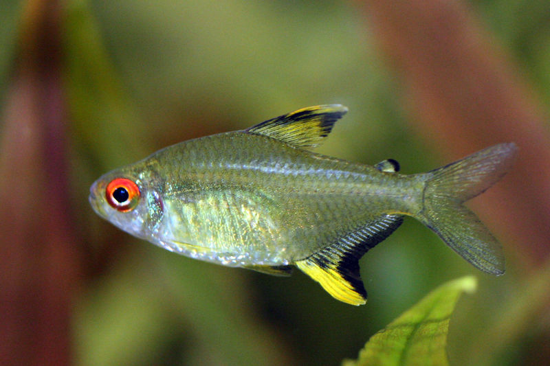 Soubor:Hyphessobrycon pulchripinnis.jpg