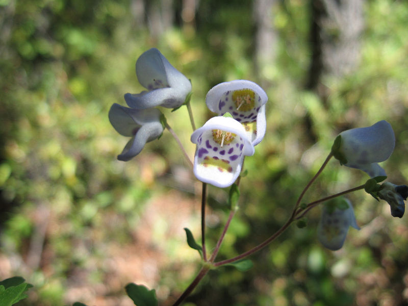 Soubor:Jovellana punctata 001.jpg