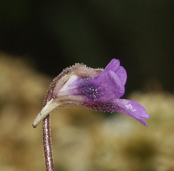 Soubor:Pinguicula vulgaris 140505a.jpg