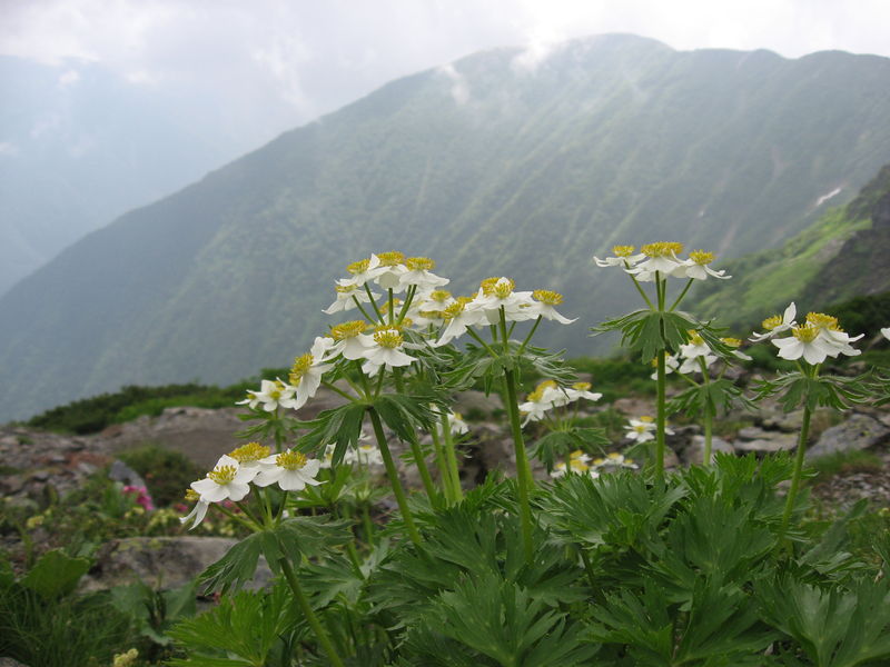 Soubor:Anemone narcissiflora 02.jpg