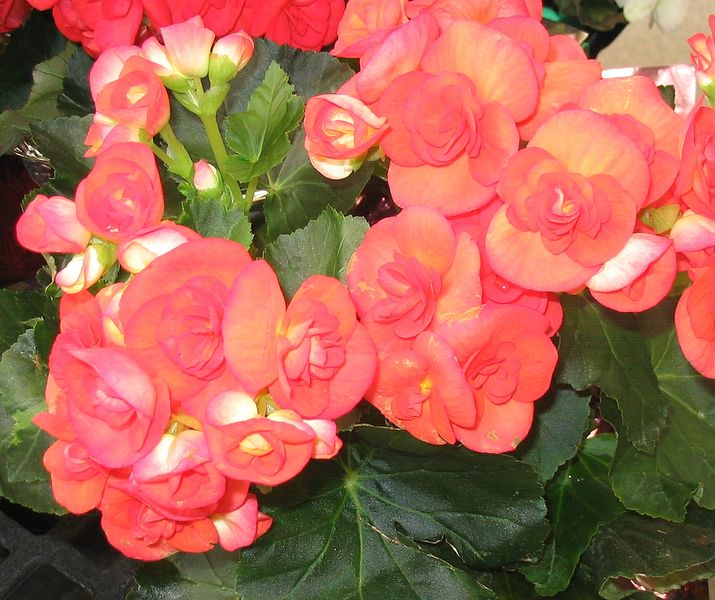 Soubor:Begonia 1.jpg