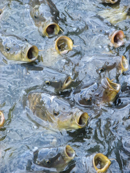 Soubor:Feeding frenzy catfish.JPG