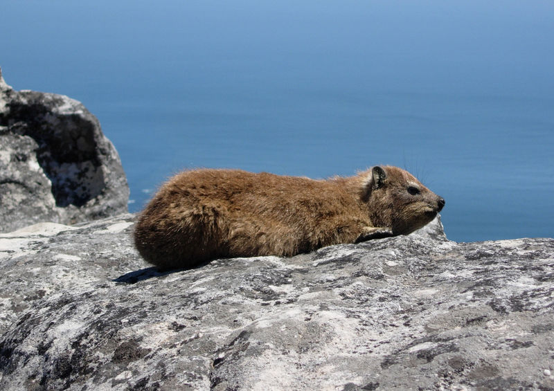 Soubor:Dassie 2.jpg