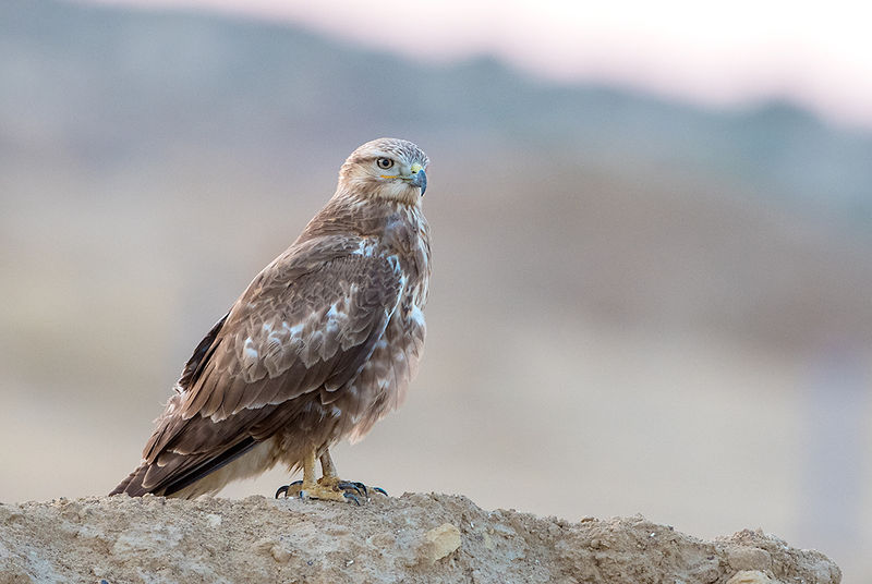 Soubor:Long-legged Buzzard (24521858347).jpg