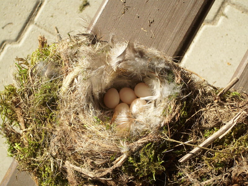 Soubor:Nest of Black Redstart1.jpg