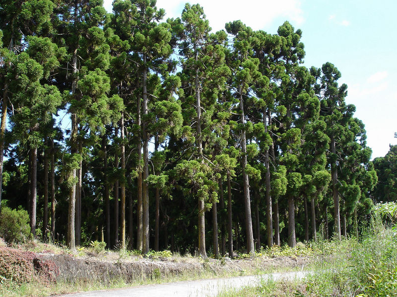 Soubor:Cryptomeria-Saint-Gilles.jpg