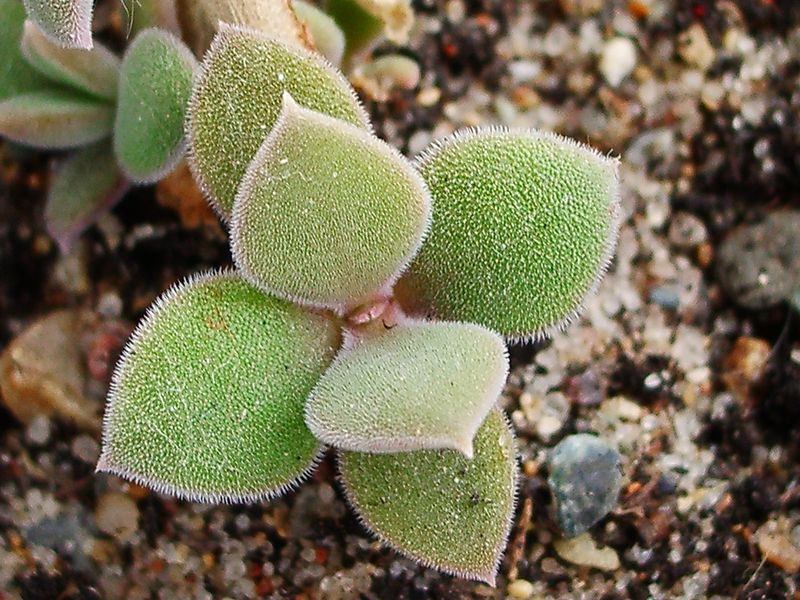 Soubor:Delosperma tradescantioides leafs IMGP0042.jpg