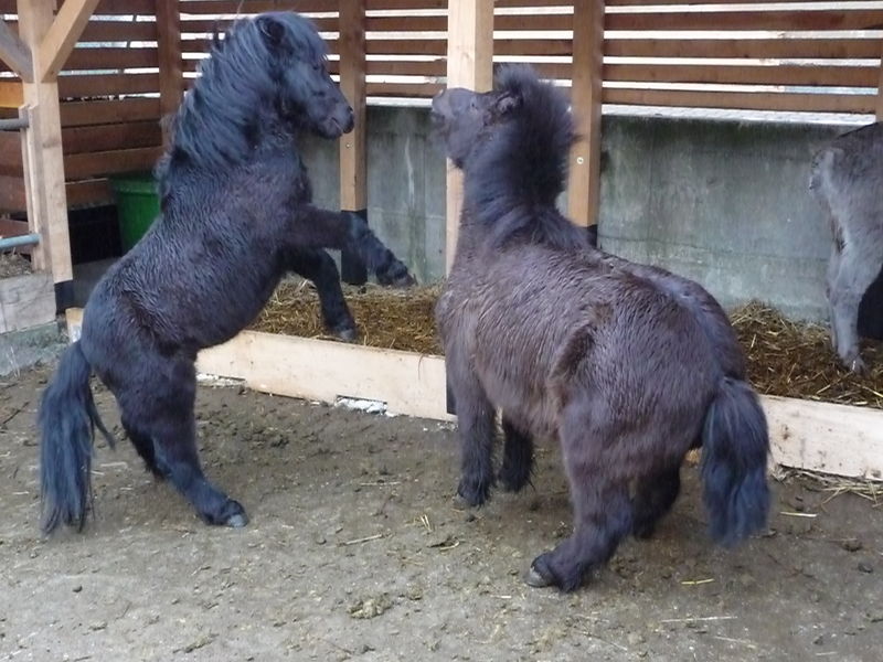 Soubor:Kämpfende Ponies.JPG