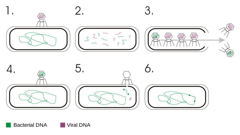 Soubor:Transduction (genetics)en.png