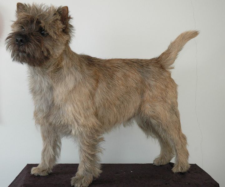 Soubor:Cairn Terrier - 003.jpg