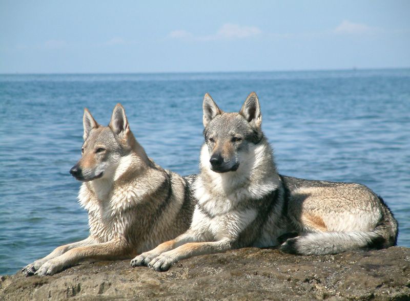 Soubor:Czechoslovakian Wolfdog pair.jpg