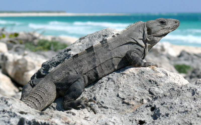 Soubor:Black Spiny-tailed Iguana-27527.jpg