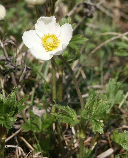 Soubor:Anemone sylvestris 210407a.jpg