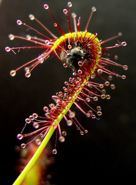 Soubor:Drosera capensis bend.JPG