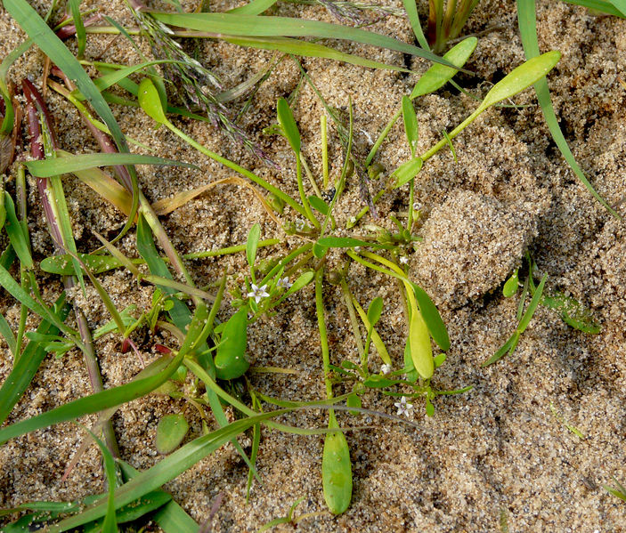 Soubor:Limosella aquatica Elbe.jpg