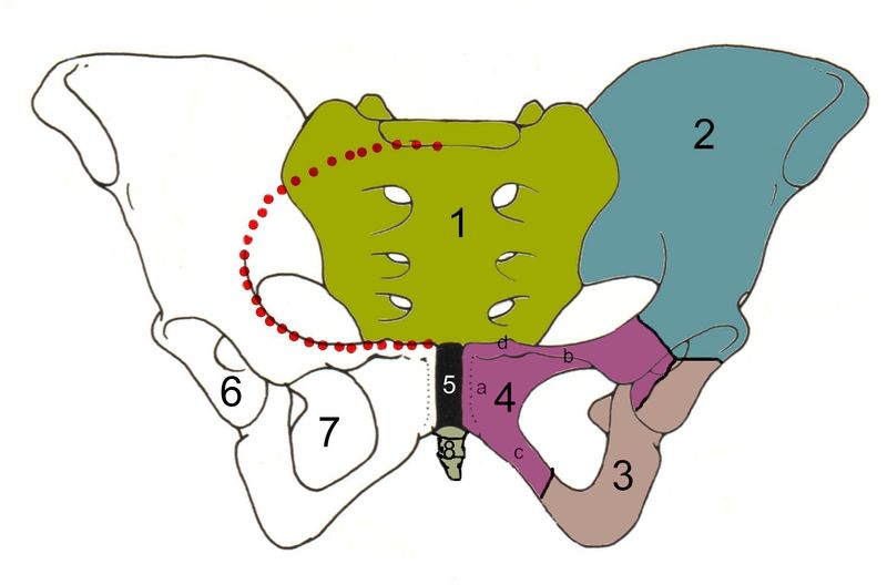 Soubor:Skeletpelvis-pubis.jpg