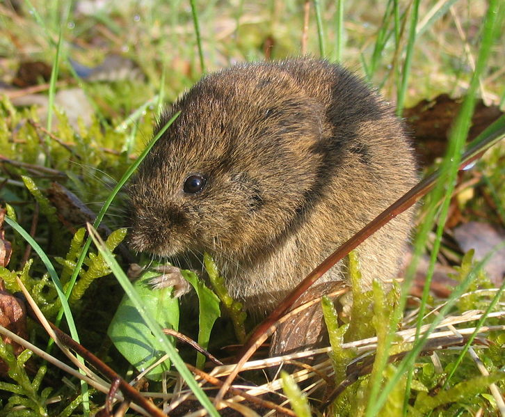 Soubor:Feldmaus Microtus arvalis.jpg