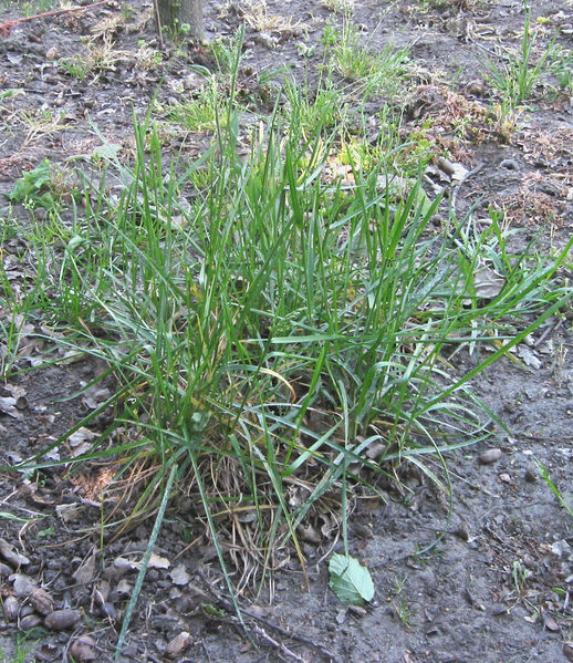 Soubor:Poa pratensis (Veldbeemdgras plant).jpg