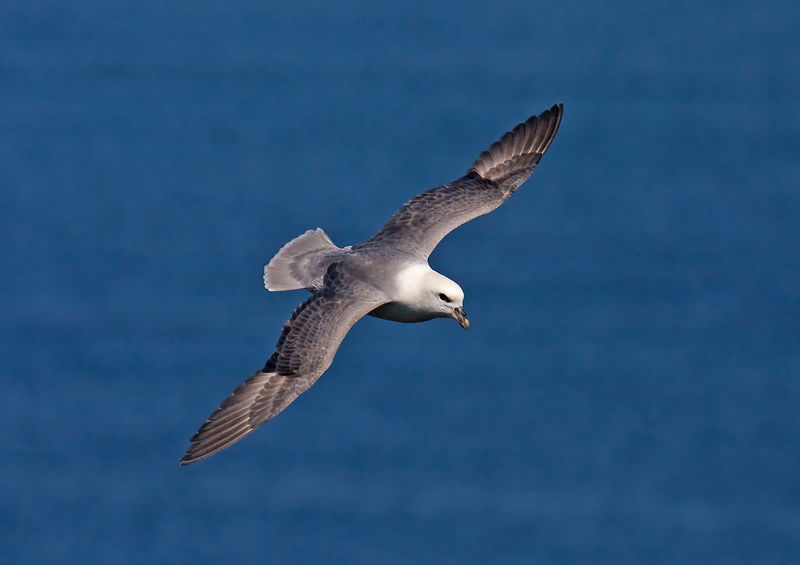 Soubor:Northern-Fulmar.jpg