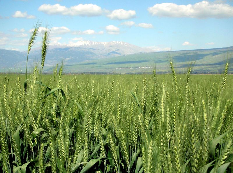 Soubor:Wheat-haHula-ISRAEL2.JPG