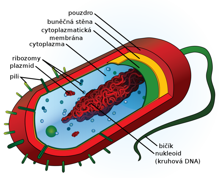 Soubor:Average prokaryote cell cs.png