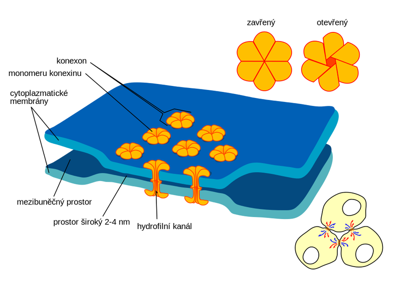 Soubor:Gap cell junction-cs.png