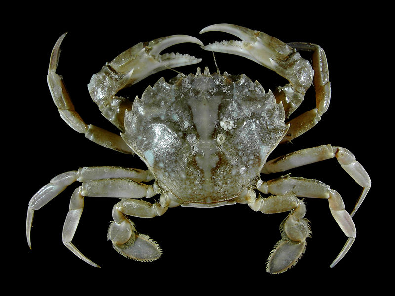 Soubor:Liocarcinus vernalis.jpg