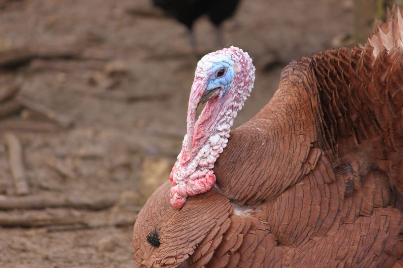 Soubor:French turkey.jpg