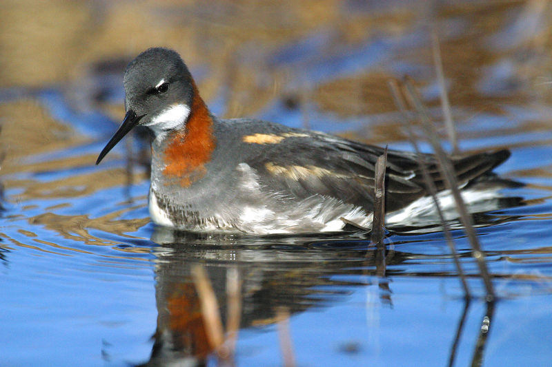 Soubor:Phalaropus lobatus.jpg