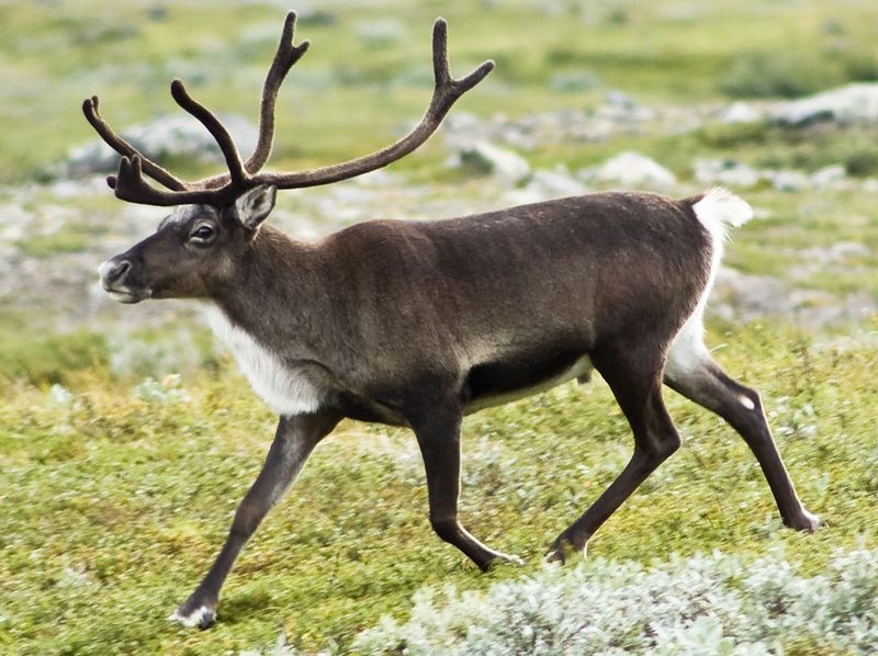 Soubor:20070818-0001-strolling reindeer cropped.jpg