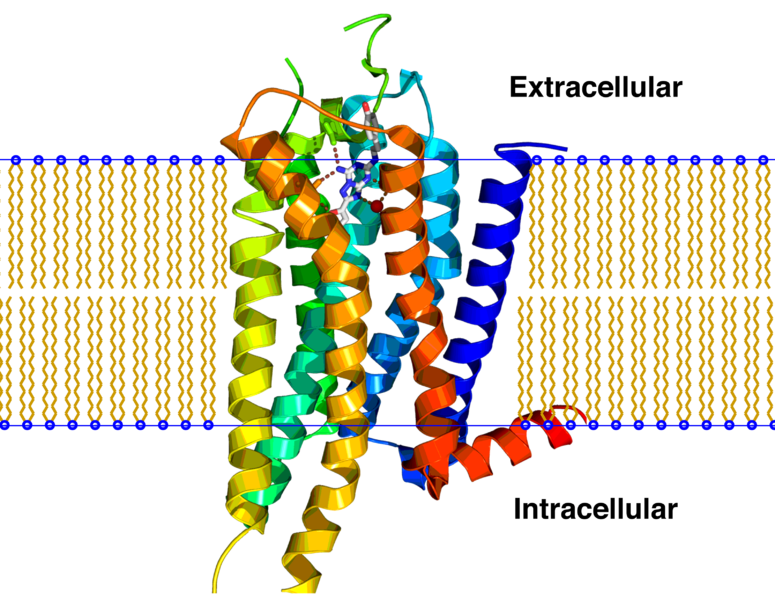 Soubor:A2A receptor bilayer.png