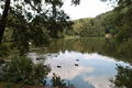 Labuť pond Kunratický forest Prague 13.JPG