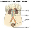 Illu urinary system.jpg