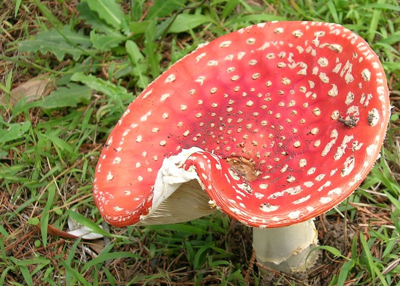 Soubor:Amanita muscaria.jpg