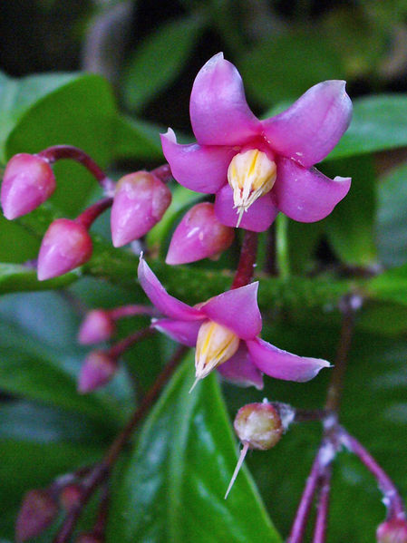 Soubor:Ardisia wallichii 002.JPG